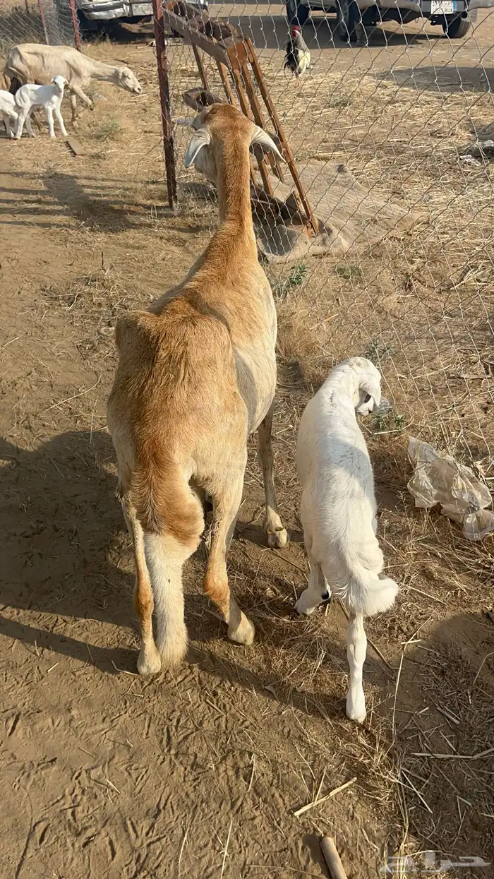 نعجه سواكنيه منتوج فاخره 4