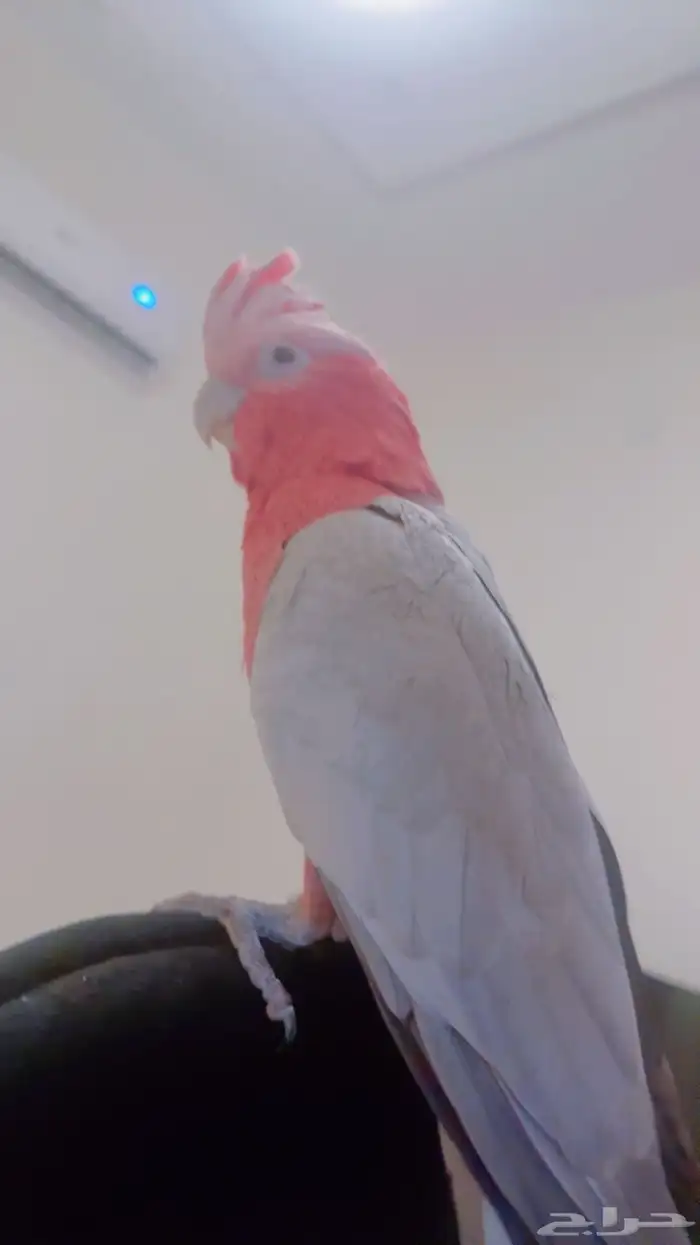 ببغاء كوكاتو قالا 7
