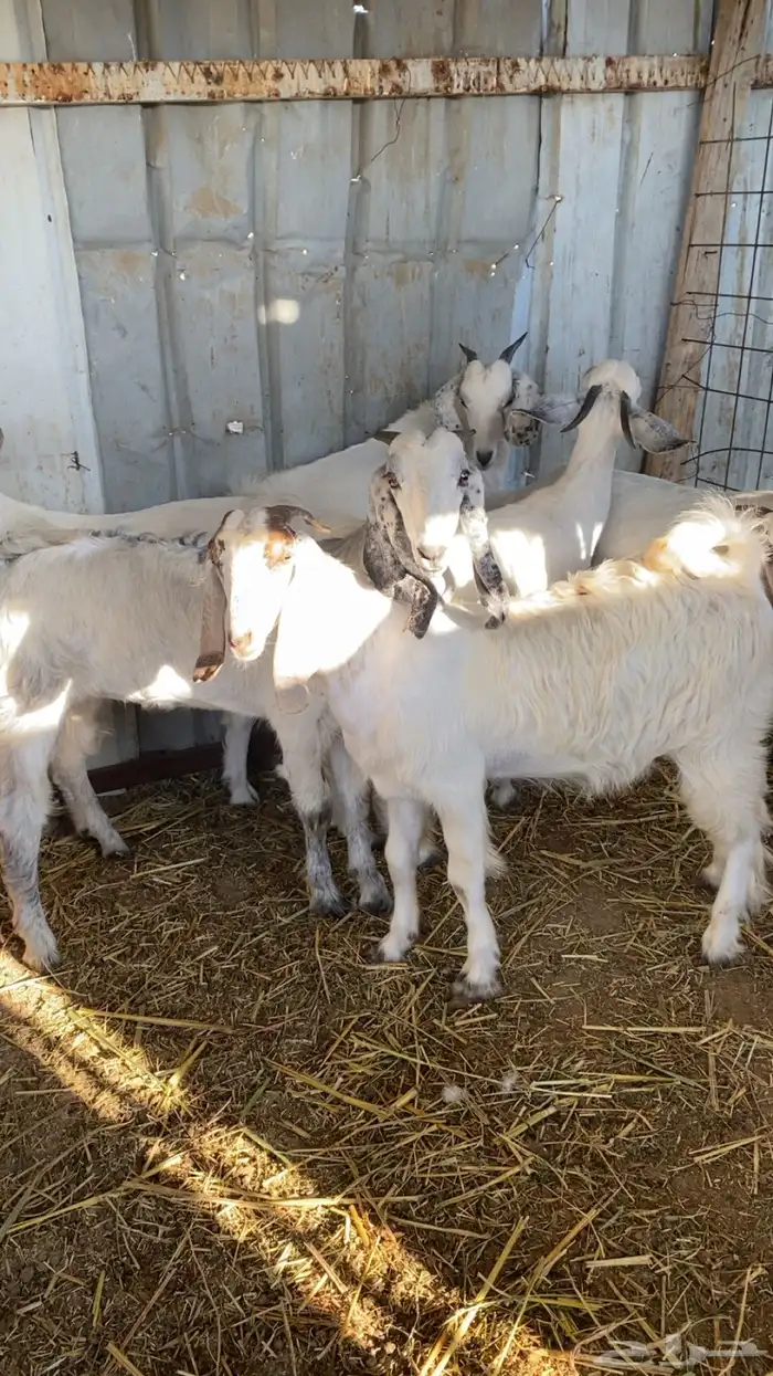 تيوس وجفار جذعان التيوس مخصاه 1