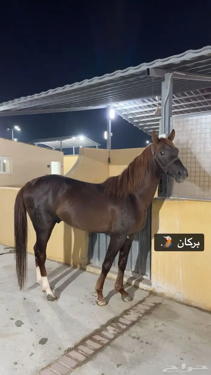 حصان واهو فرنسي للبيع 5