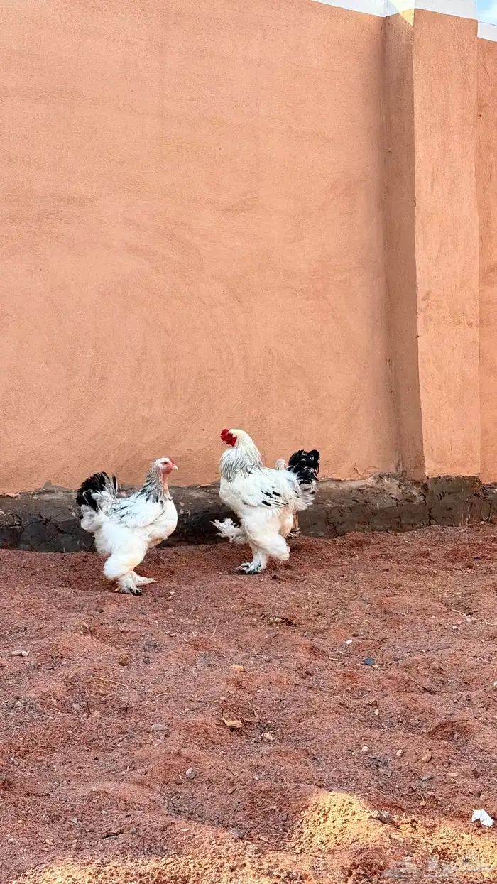 دجاج براهما كولنبي 4