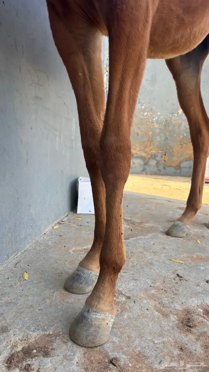 مهره شعبية 5