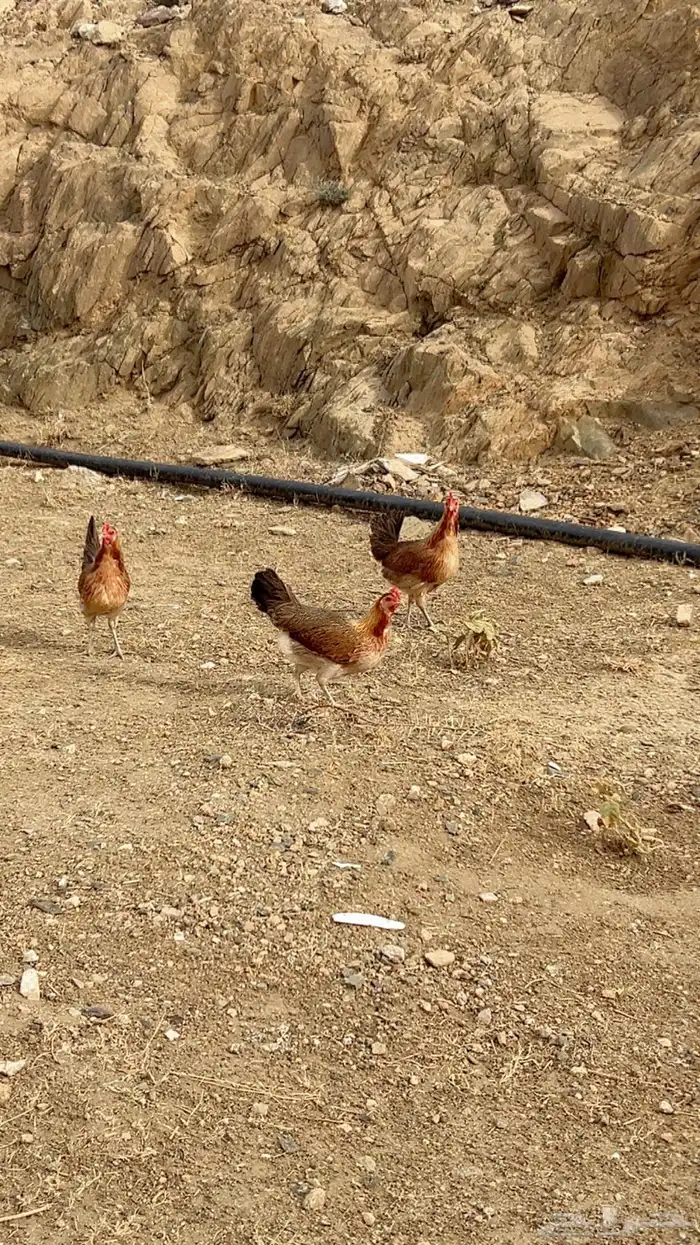 الديك انباع. وبيع الدجاج معلق 3