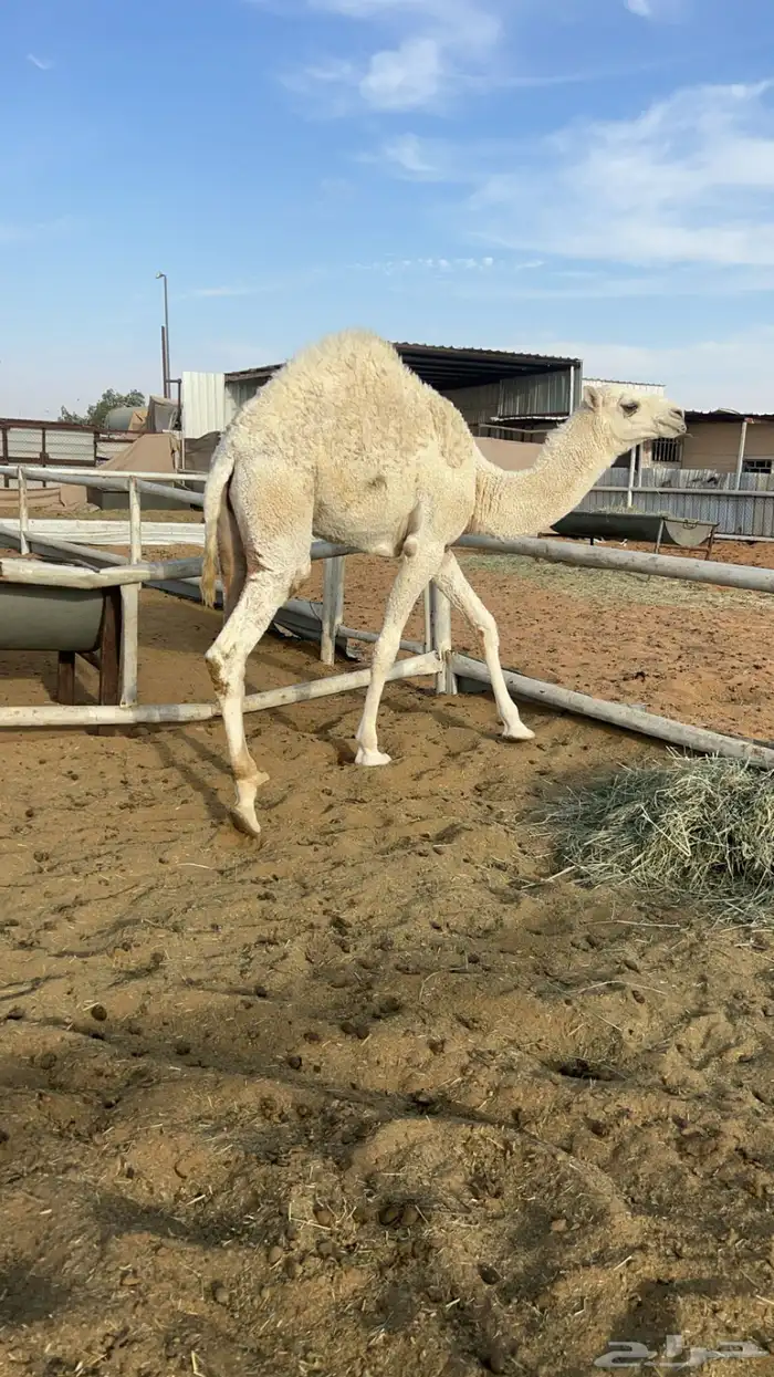 قعود عمره 10 شهور فل 1