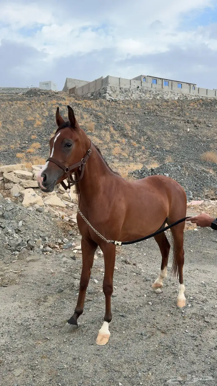 مهره واهو حفيدة ابها قطر 2