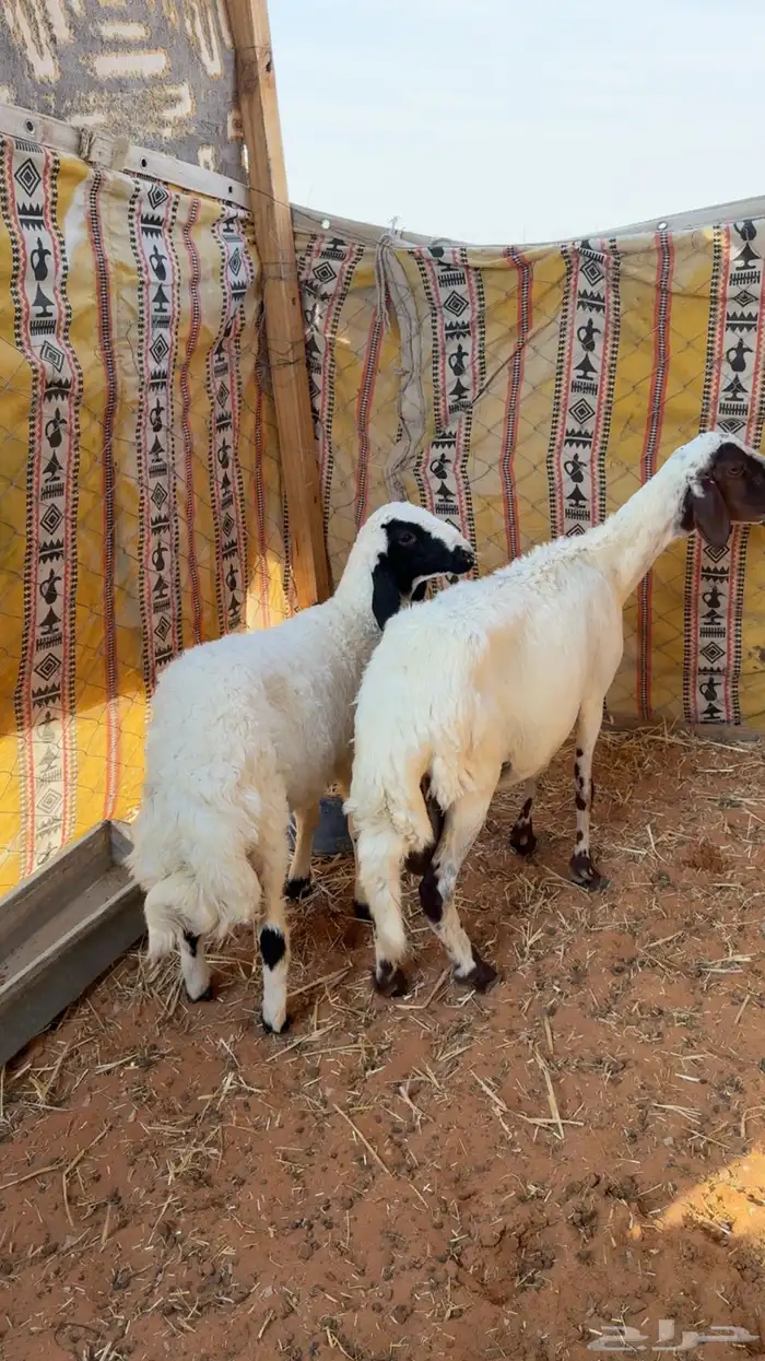 للبيع خلفه 0