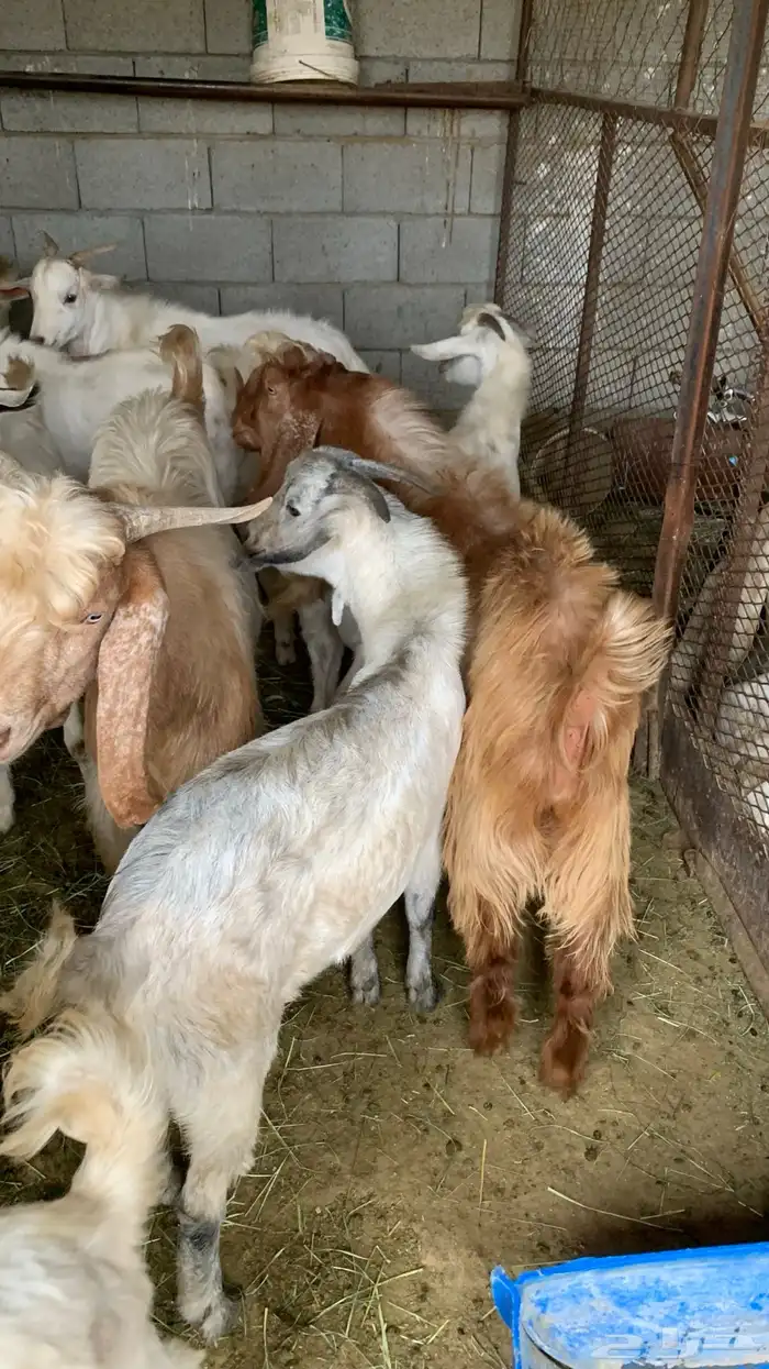 تيوس فل شحم ولحم 0