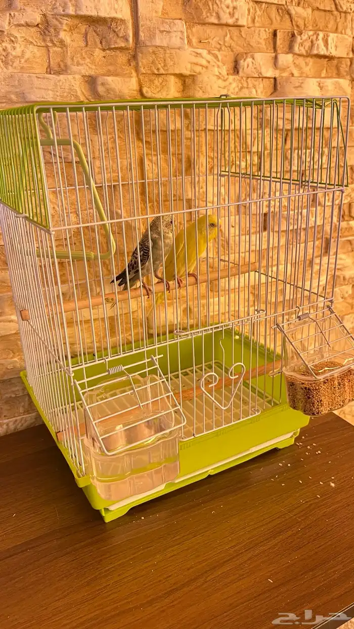 عصافير معى القفص والاكل حقها 2