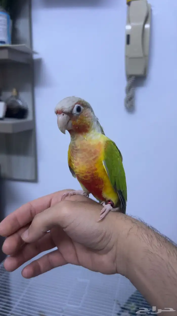 كنيور   اناناس رد فاكتور 2