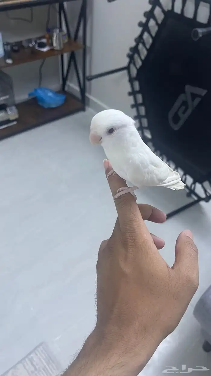 روز البينو 0