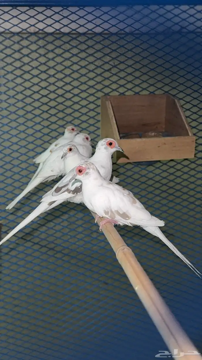 جوزين يمام ماسي 0