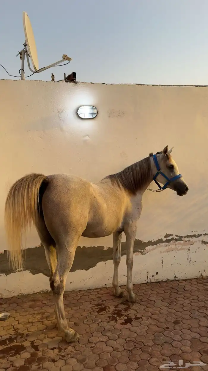 فرس واهو لقاح 2