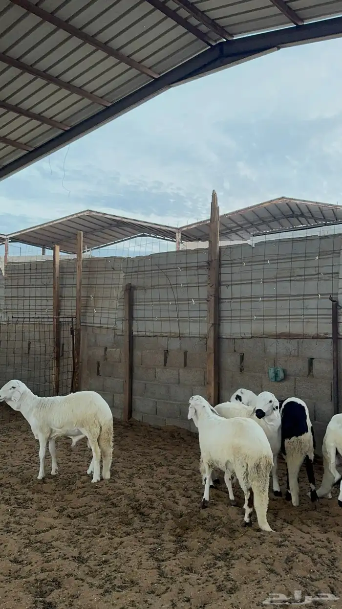 خرفان سواكن 2