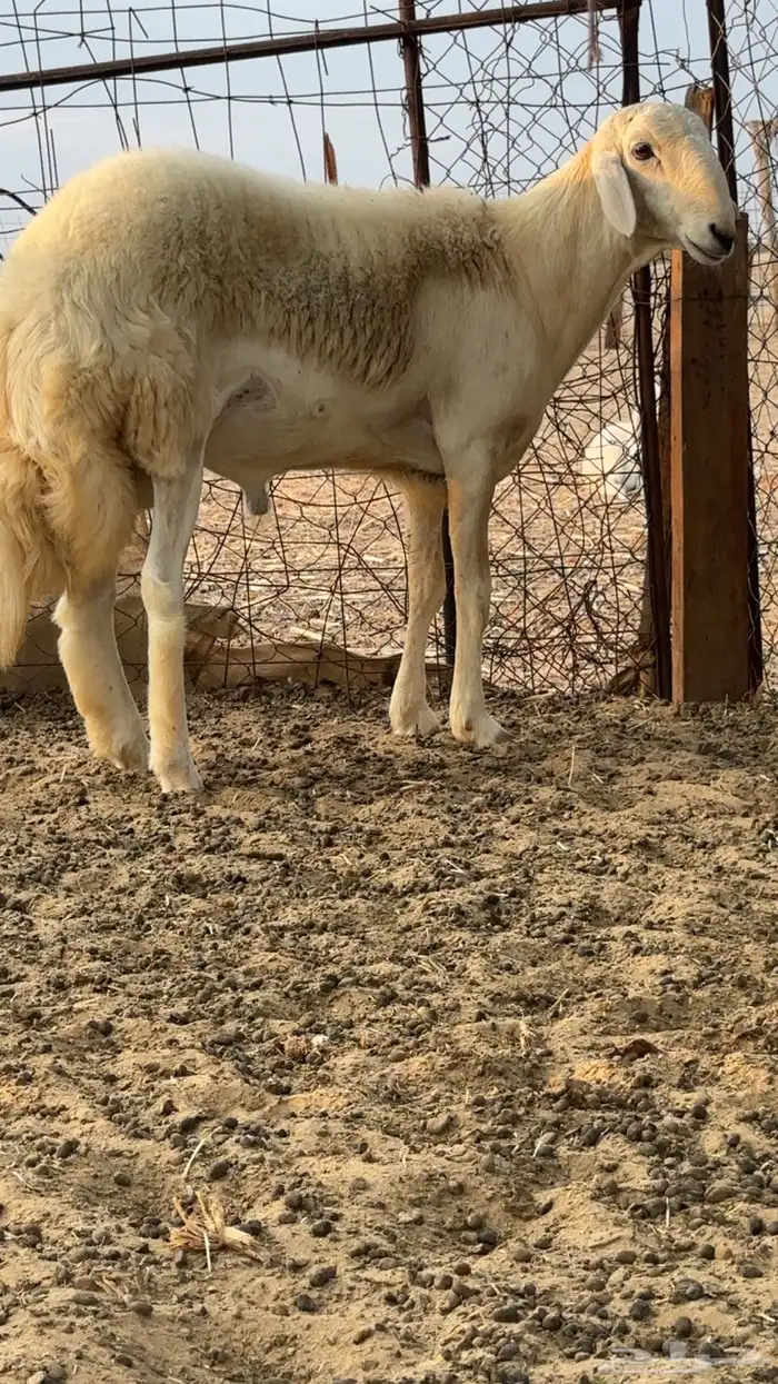 طلي فحل صنف الصنف 1