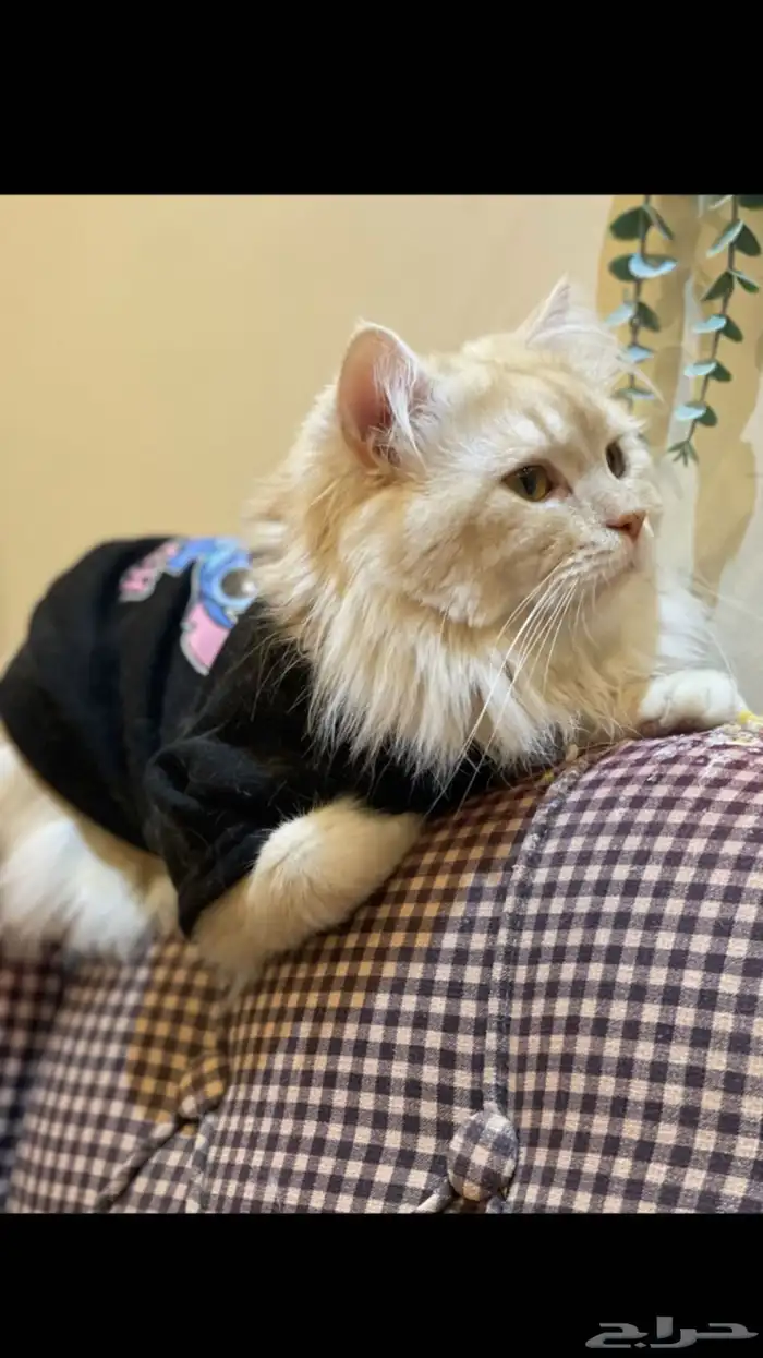 قط ذكر للتزاوج فقط 3