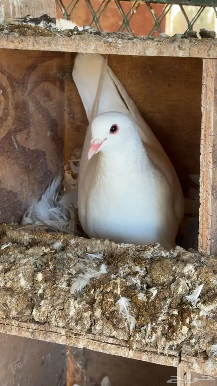 حمام لاحم فرنسي سوبر جامبو وجامبو 1