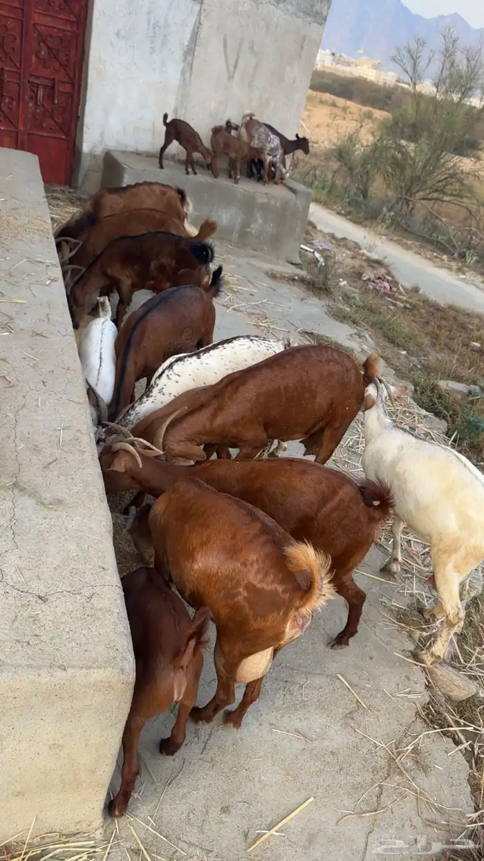 معزا مناتيج 11