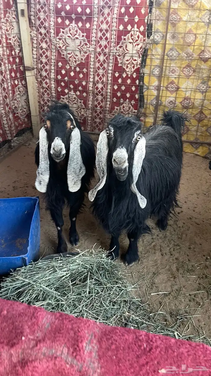 معزاء خلفات ودفيع 3