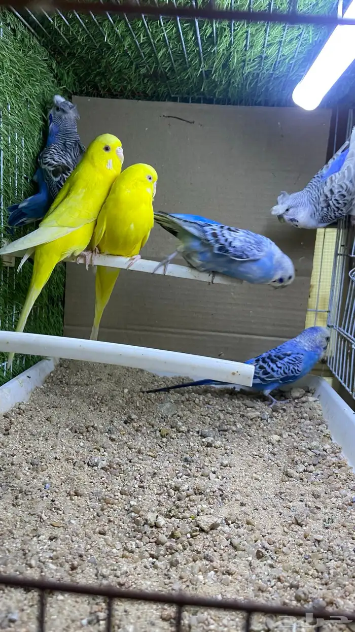 طيور حب ( بادجي) اجواز 6