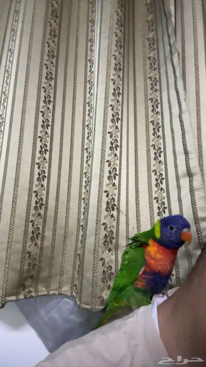 لوري ريمبوو 3