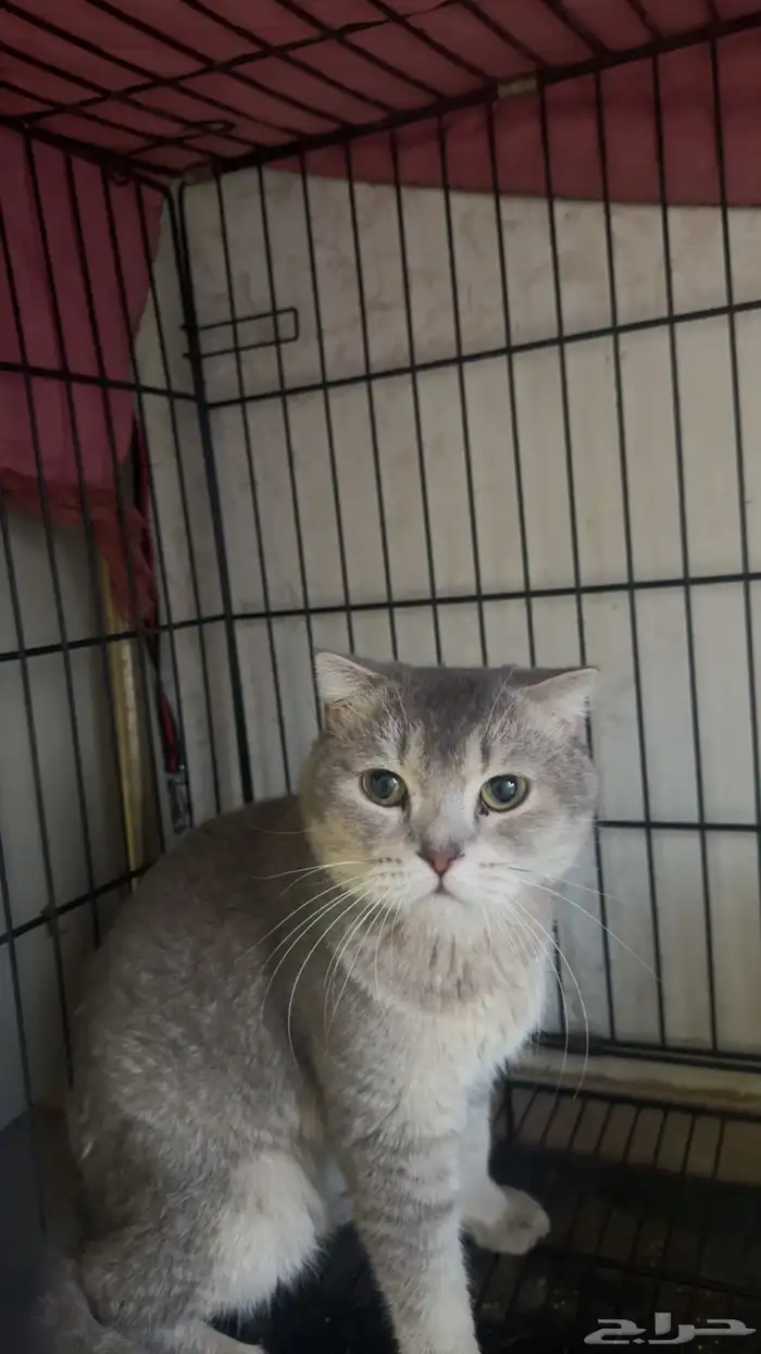 قط سكوتش لتبني 0