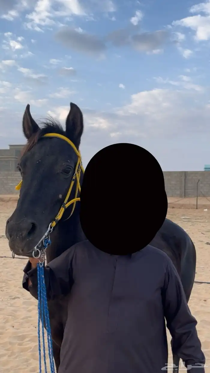 فرس  شعبية للبيع 6