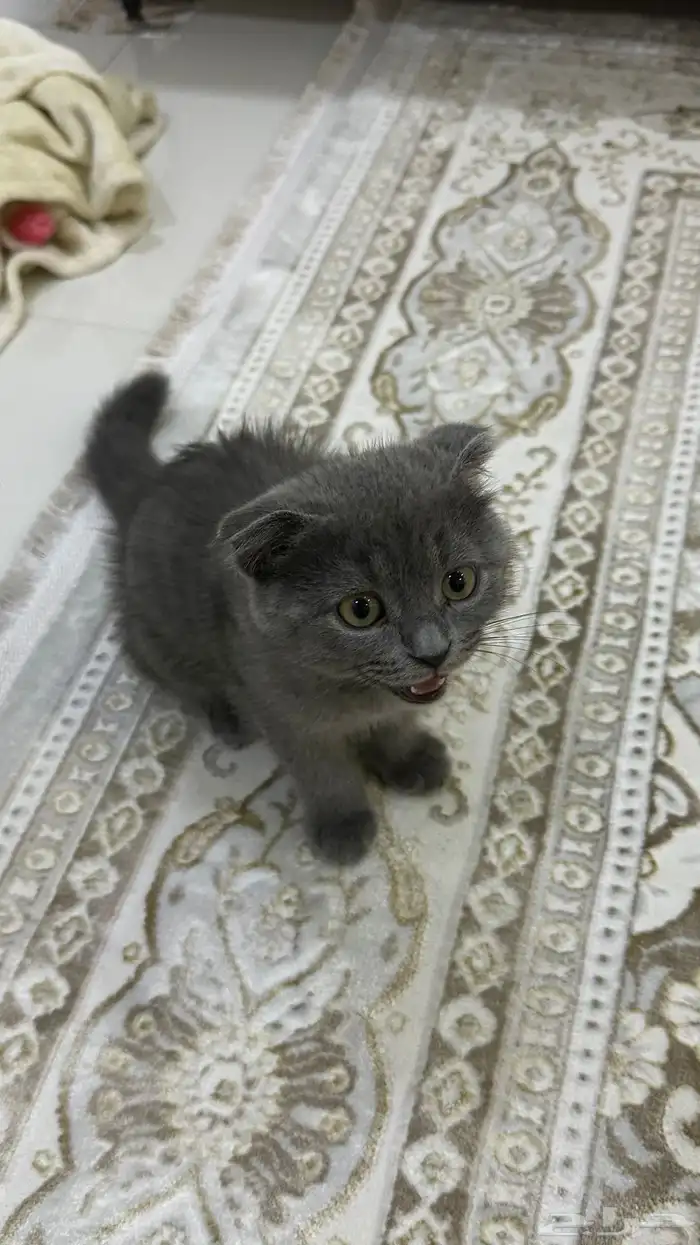 قط من نوع British shorthair للبيع 0
