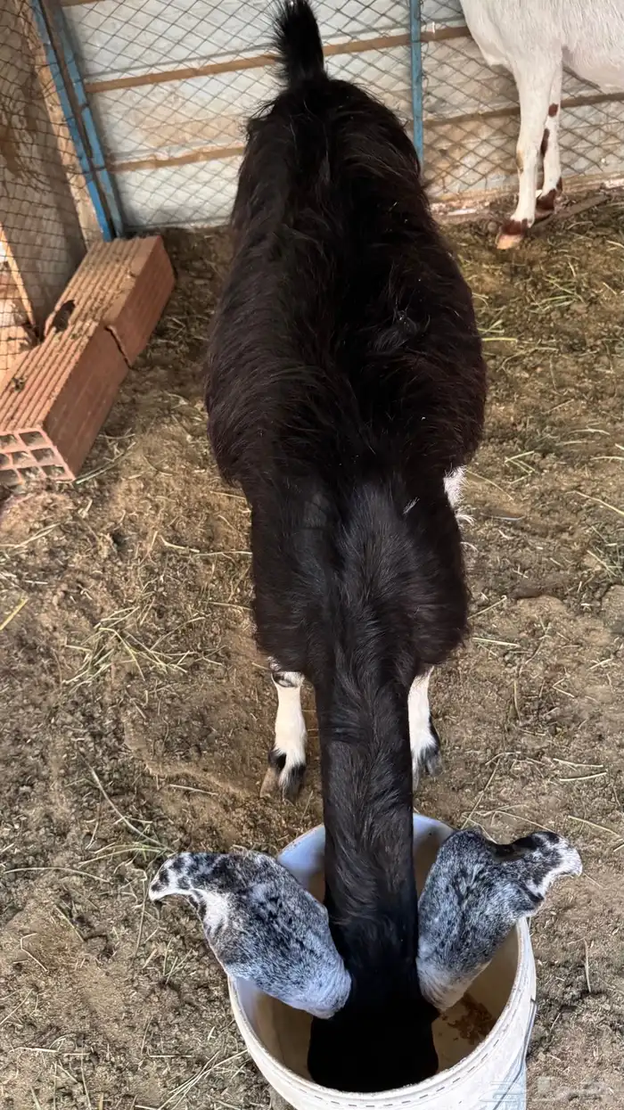 عنز سورية دافع 3