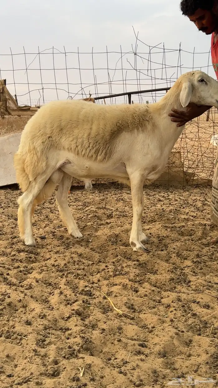 طلي فحل صنف الصنف 0