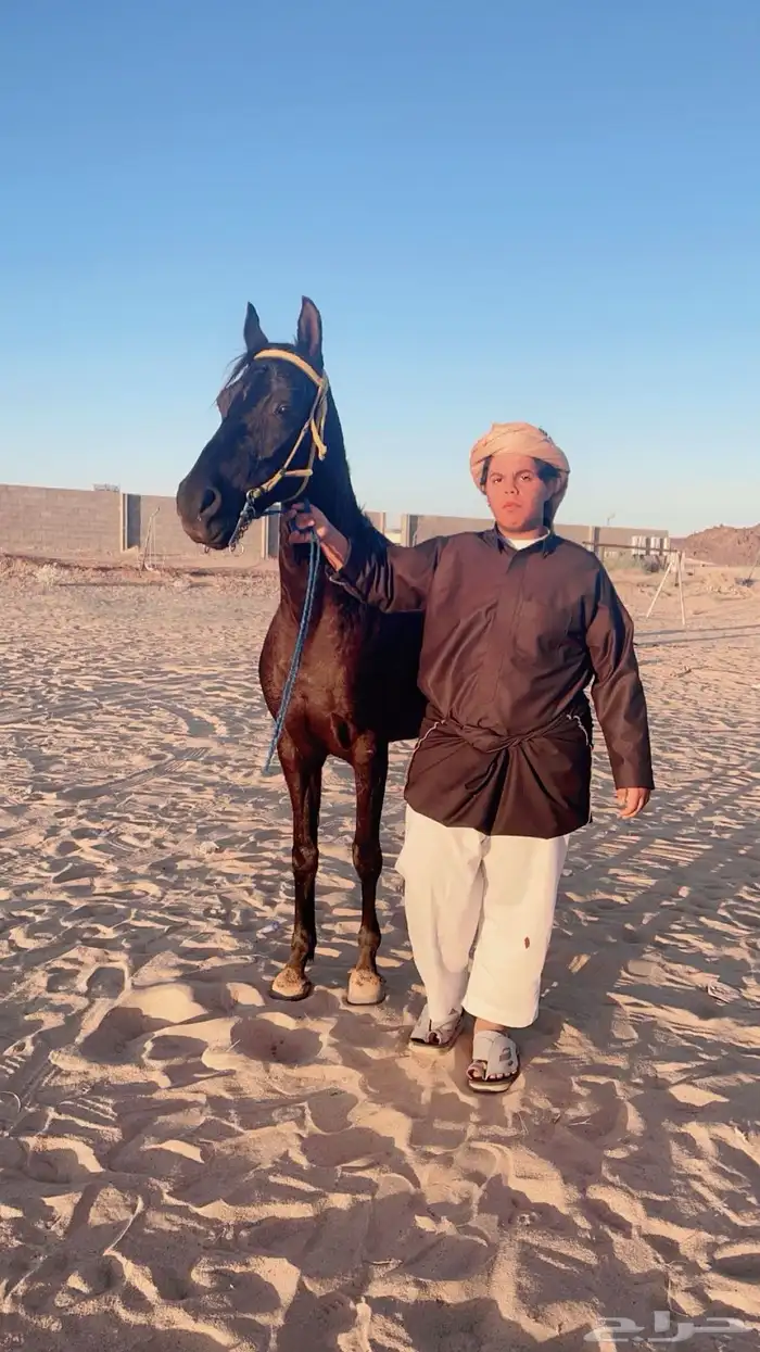 فرس  شعبية للبيع 10