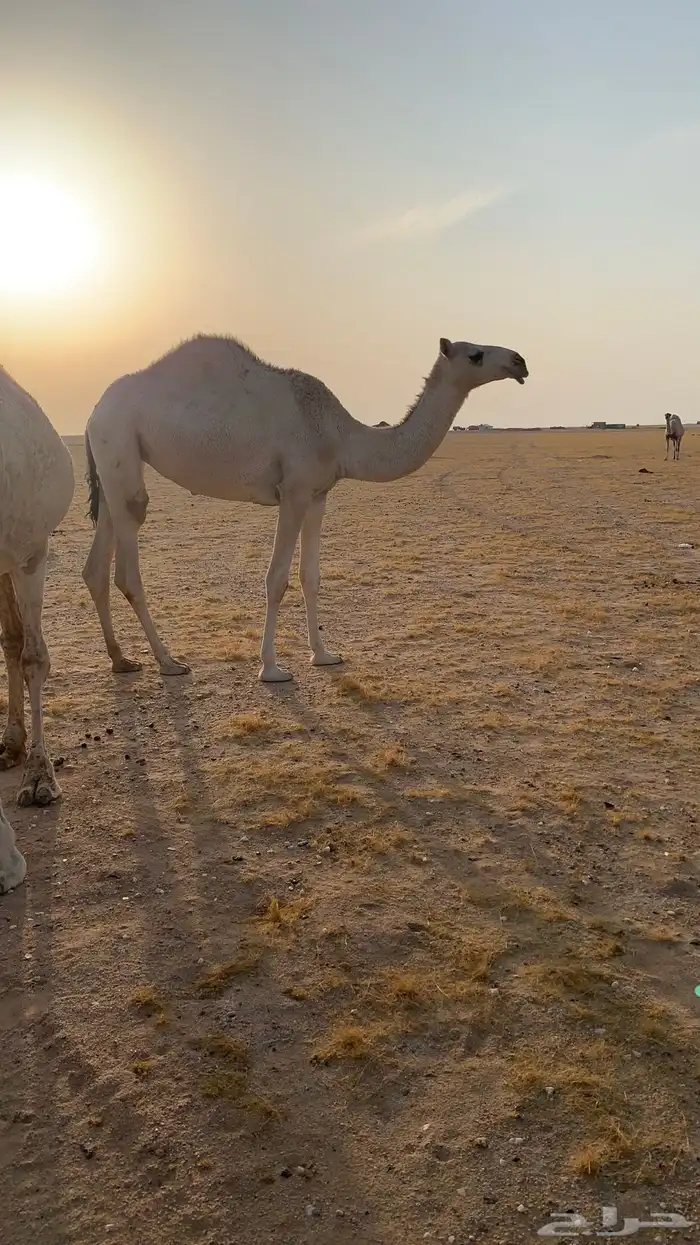 حفرالباطن القيصومه 3