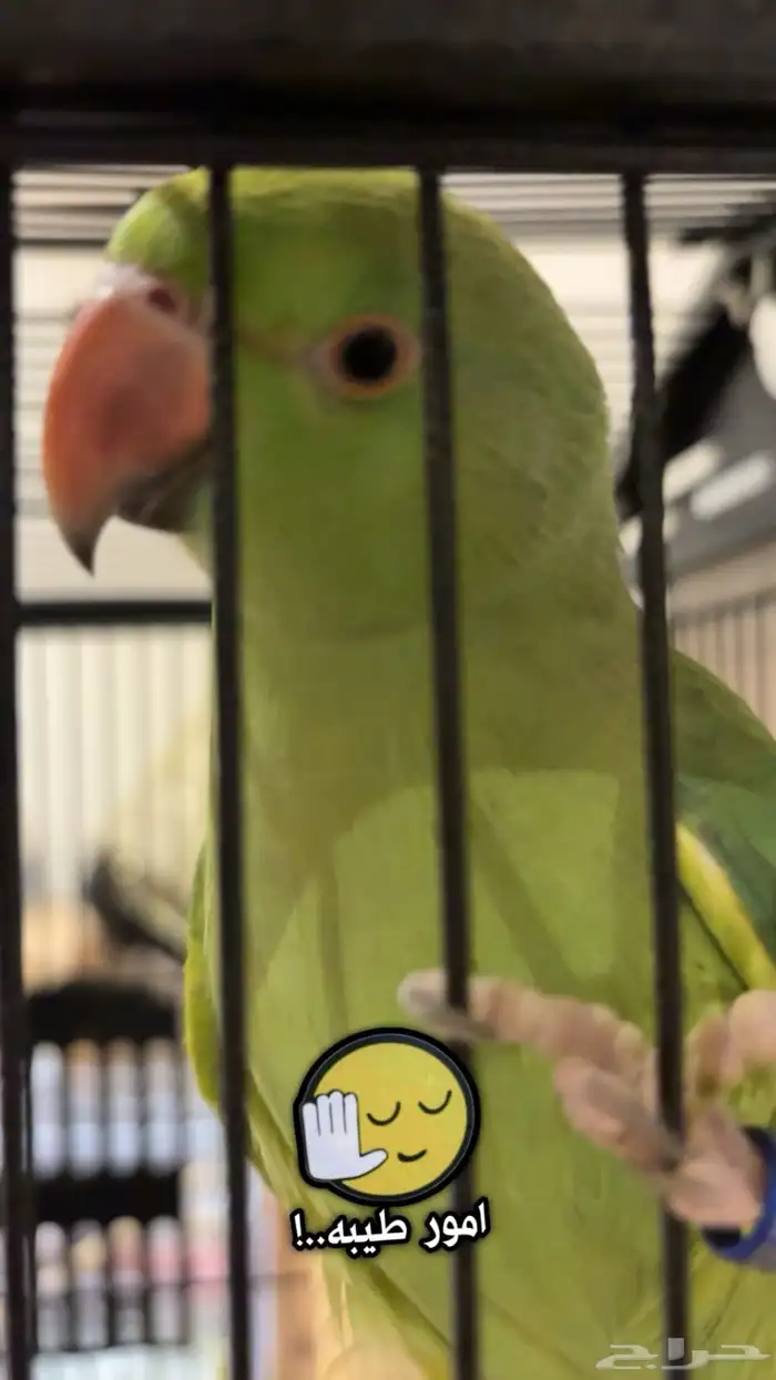 للبيع دره هنديه متكلمه (لون نادر) 5