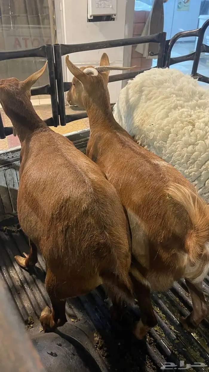 عناقين جذعه وثنين دفع في شهرين 3