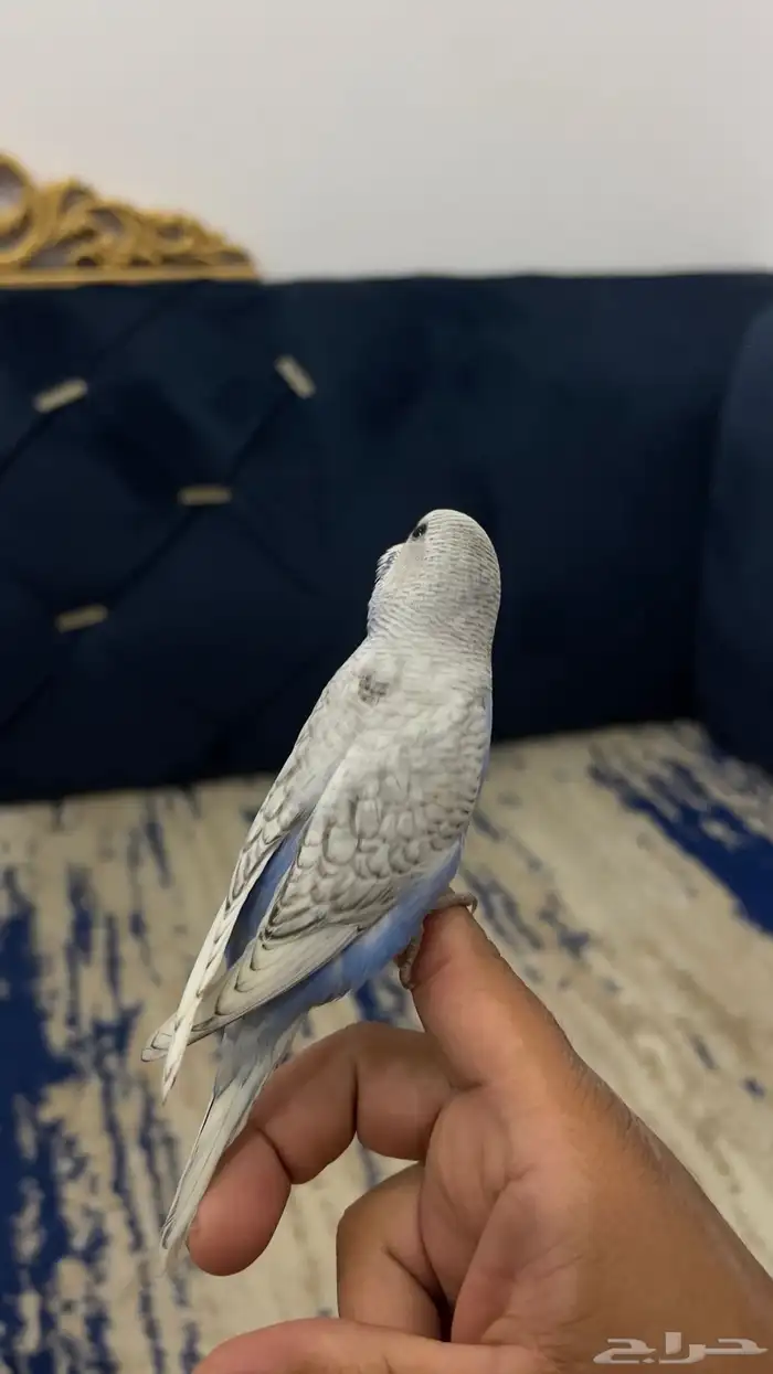 فروخ بادجي للبيع عمر شهرين 4