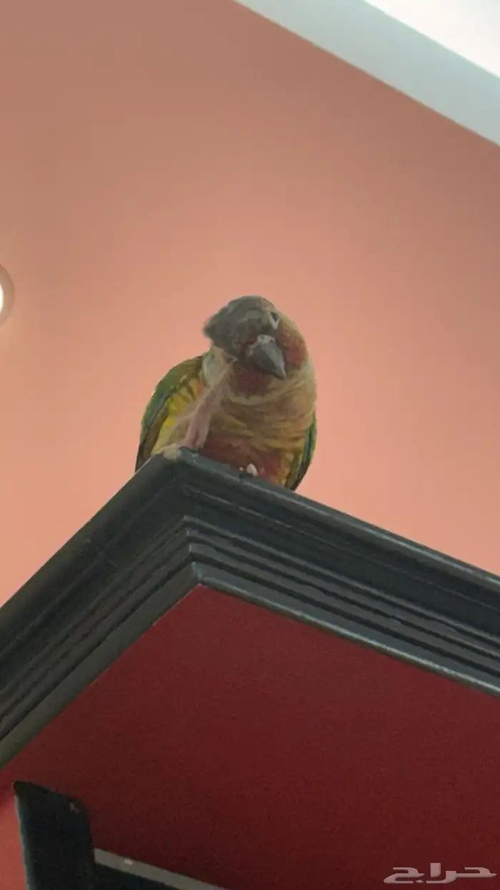 ببغاء كنيور 0