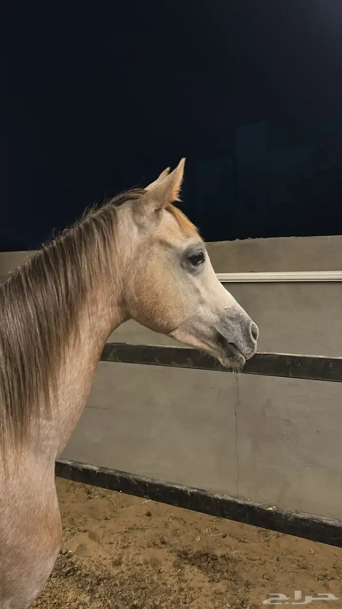 مهر عربي اصيل للبيع شعبي برفق صور ورق الام والاب في صورة 2