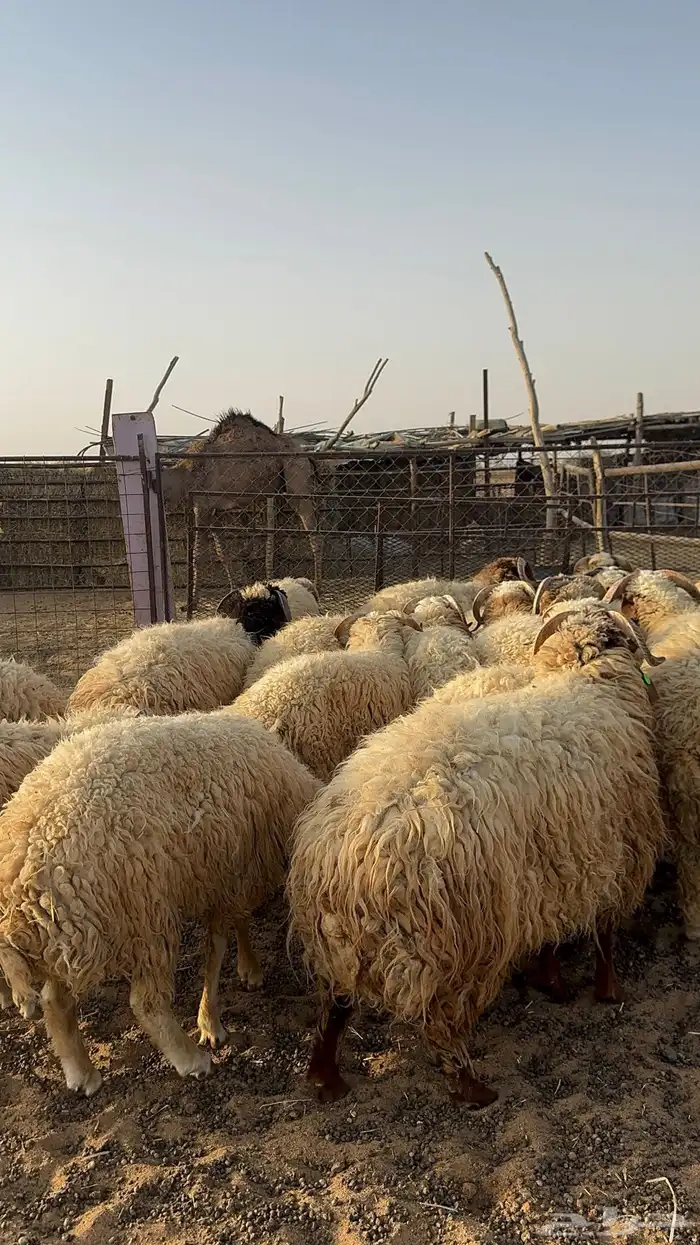 نعيم فواخر وطيب 1