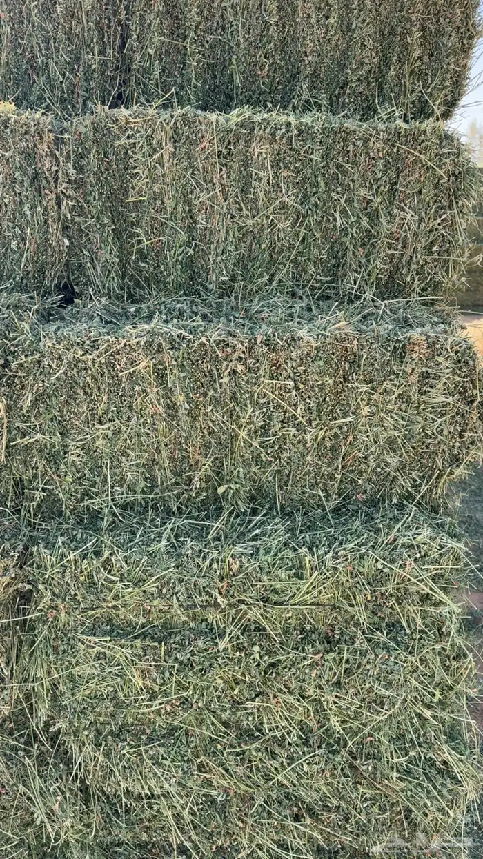 برسيم صافي للبيع 0