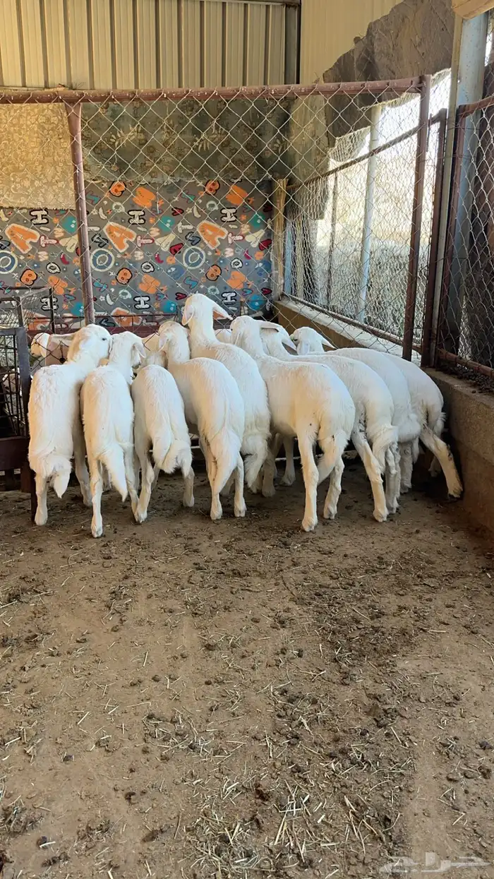 10 بهم فل شحم شعره قصيره 1