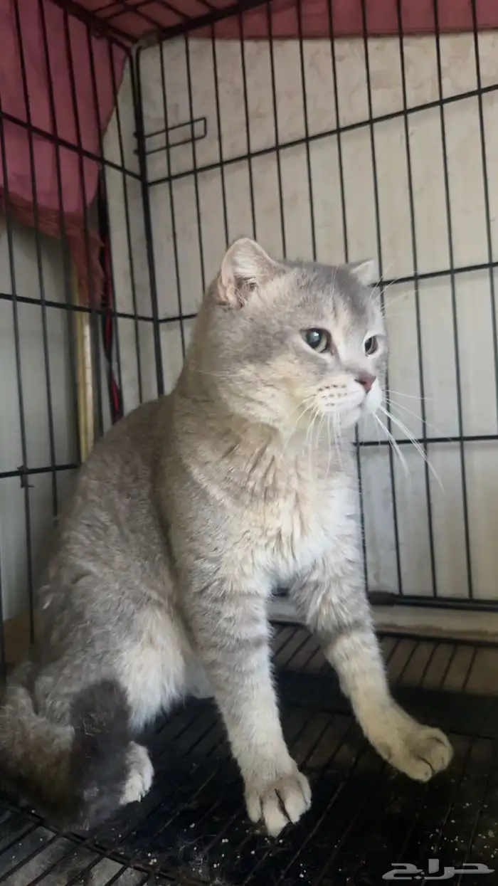 قط سكوتش لتبني 1