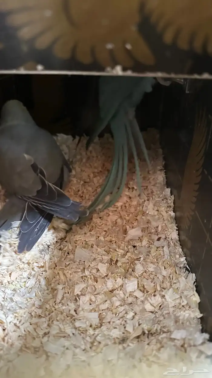 جوز درة الانثى زرقاء والذكر رصاصي 1