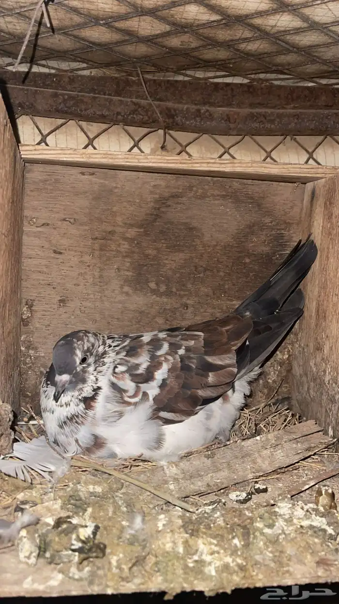 حمام مشكل و في غيره ازواج و فرايد 1