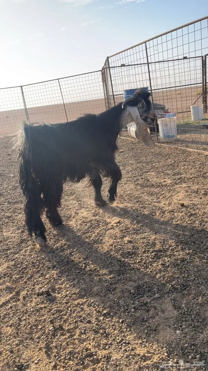 فحل عارضي مشروط 1