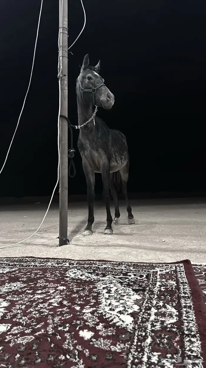 مهر شعبي ابوه واهو للبيع 0