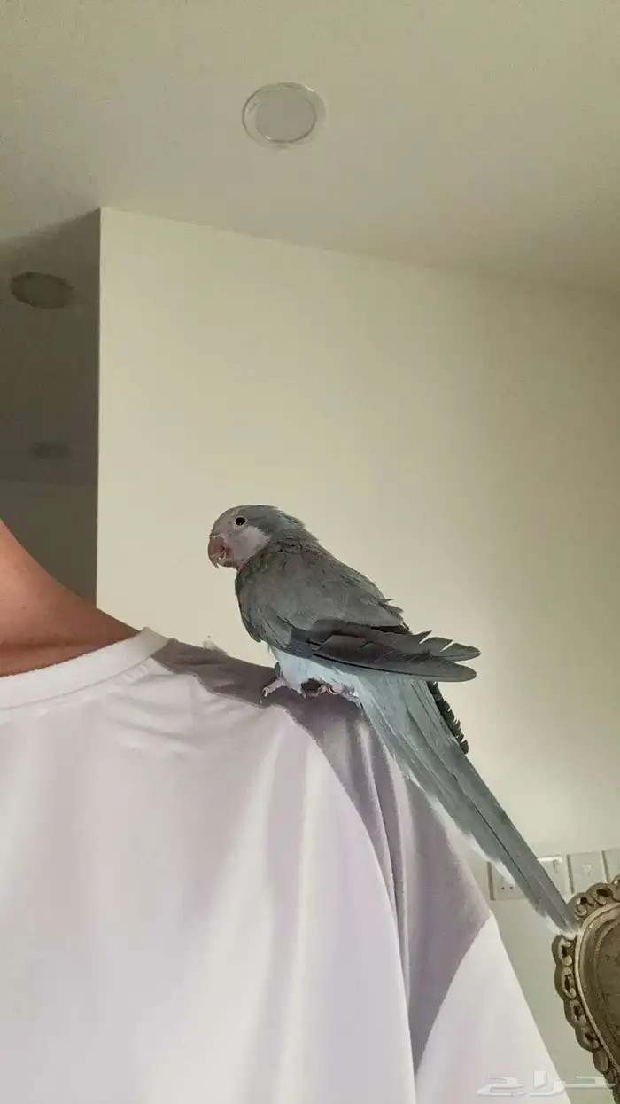 كويكر اليف متكلم 3