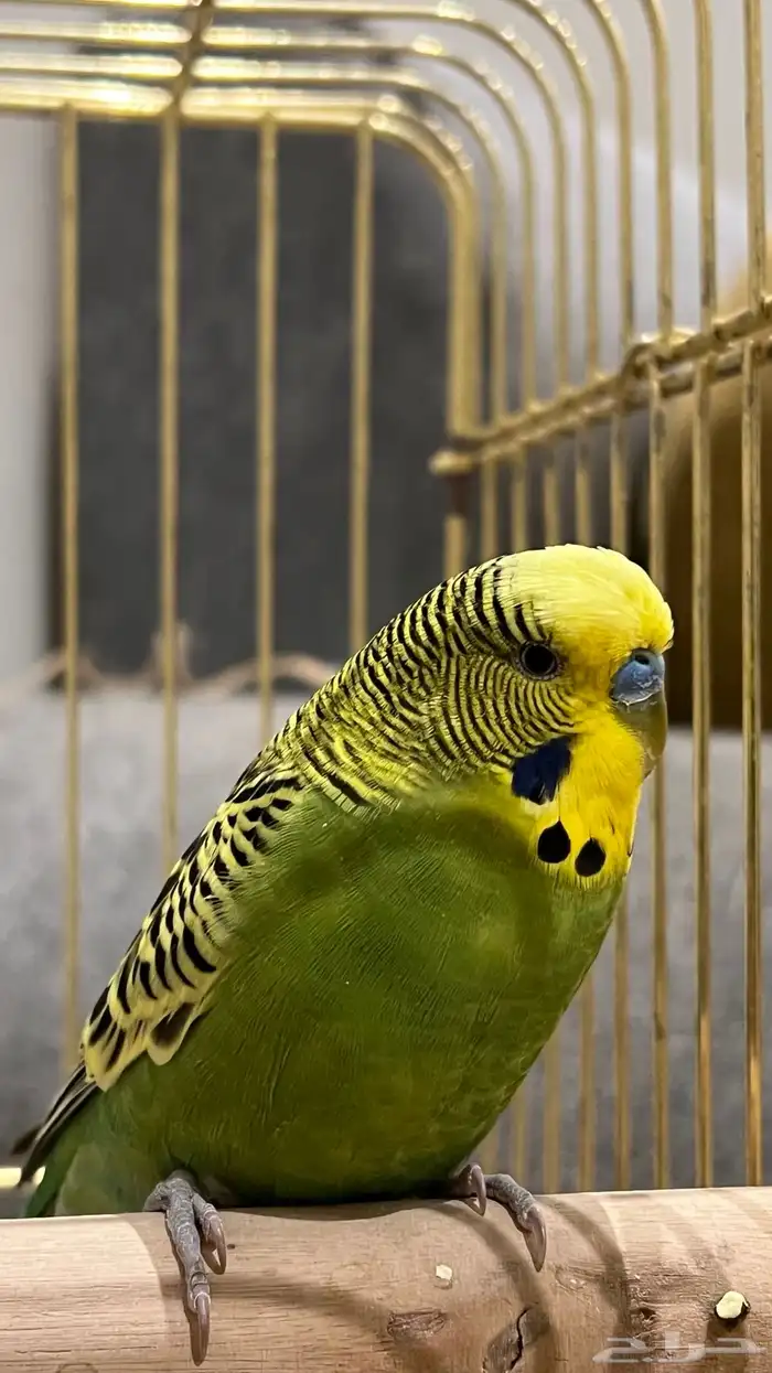 ذكر بادجي مغرد وجاهز للانتاج ( تم البيع ) 1