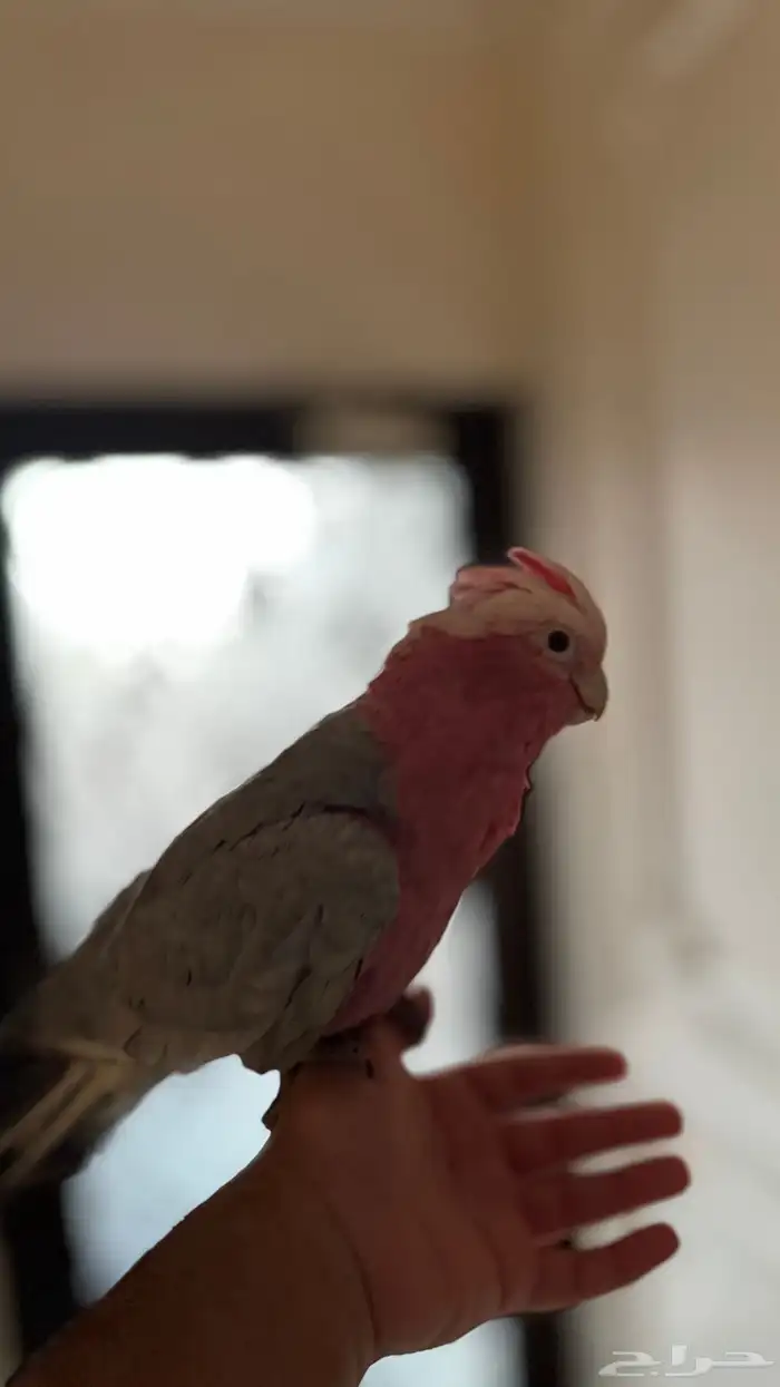 كوكاتو قالا 2