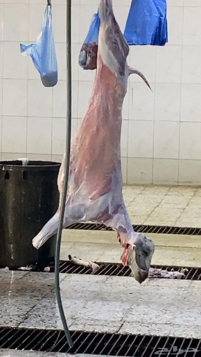 طلب جزار في ملحمة ويكون لديه كرت صحي واقامه ساريه 1