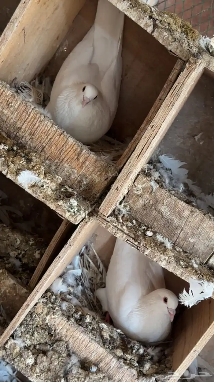 حمام لاحم فرنسي سوبر جامبو وجامبو 5