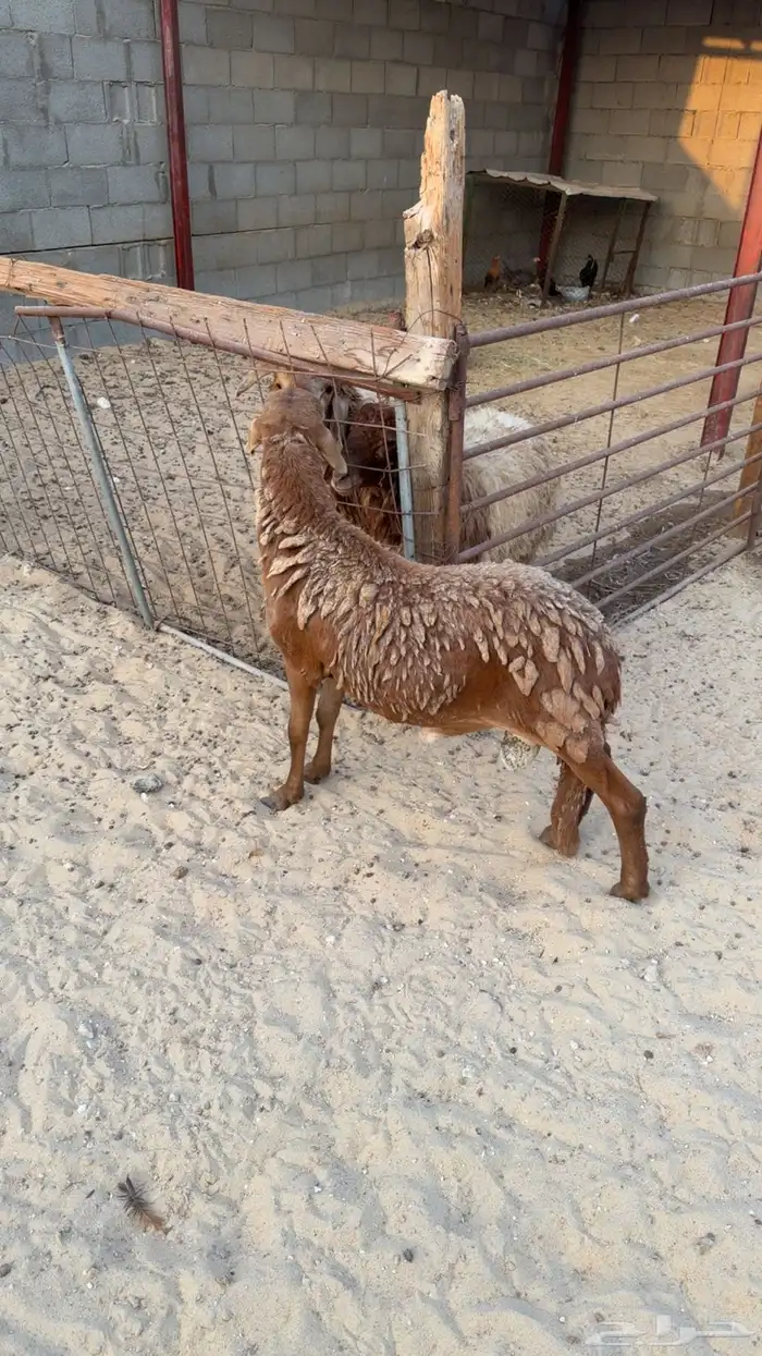 خروف سواكني 0